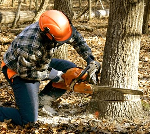 Tree Removal in Dorsey, IL